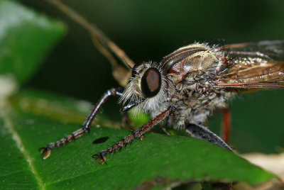 Robber Fly (Efferia sp?)