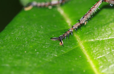 Robber Fly foot