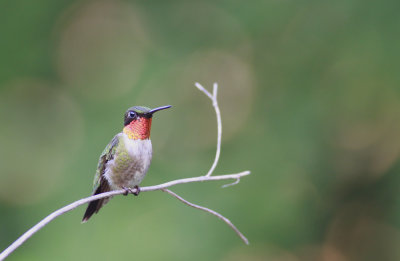 Ruby-throated Hummingbird