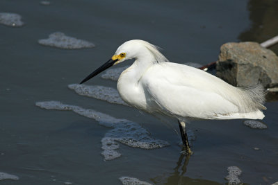 Snowy Egret