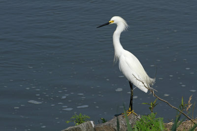 Snowy Egret