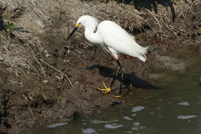 Snowy Egret