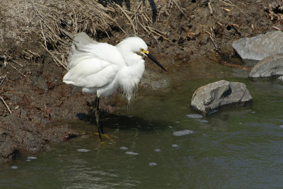 Snowy Egret