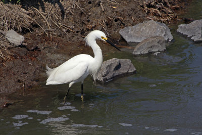 Snowy Egret