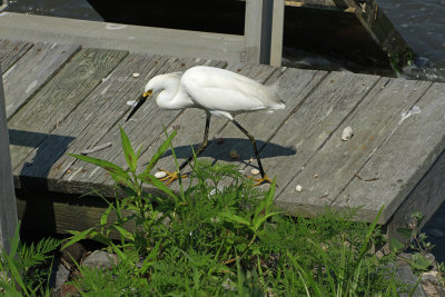 Snowy Egret