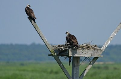 Ospreys
