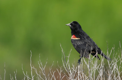 Red-winged Blackbird