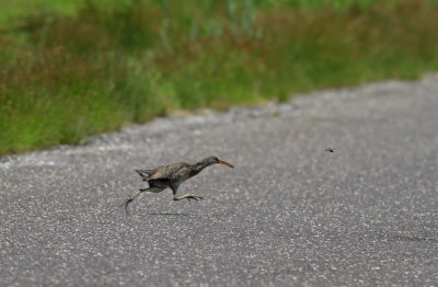 Clapper Rail and Seaside Dragonlet