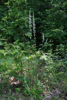 Aletris farinosa- Colic Root