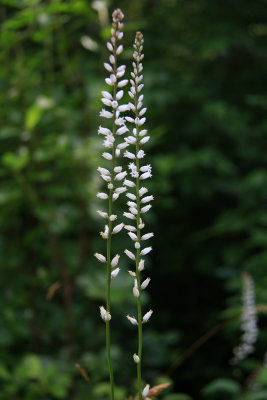 Aletris farinosa- Colic Root