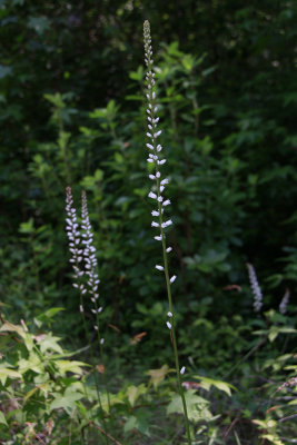 Aletris farinosa- Colic Root