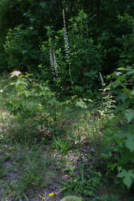 Aletris farinosa- Colic Root