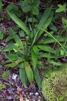Aletris farinosa- Colic Root