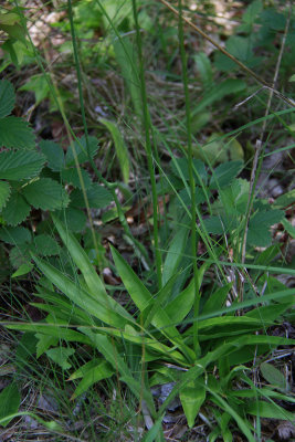 Aletris farinosa- Colic Root