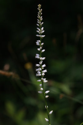 Aletris farinosa- Colic Root