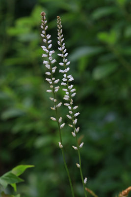 Aletris farinosa- Colic Root