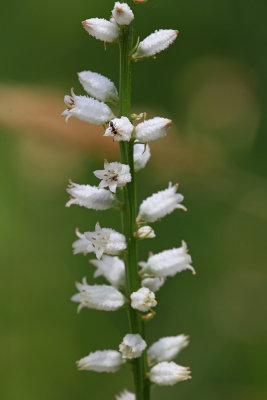 Aletris farinosa- Colic Root