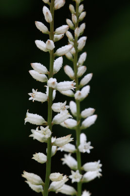 Aletris farinosa- Colic Root