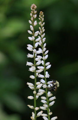 Aletris farinosa- Colic Root