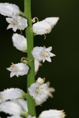 Aletris farinosa- Colic Root