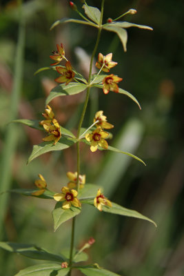 Lysimachia quadrifolia- Whorled Loosestrife