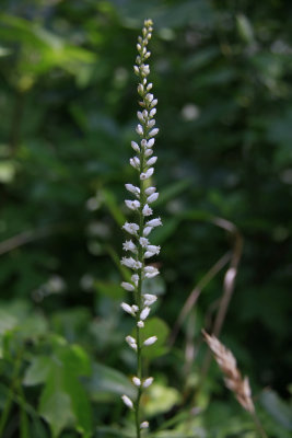 Aletris farinosa- Colic Root