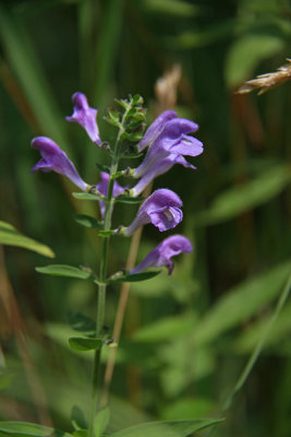 Scutellaria integrifolia- Skullcap