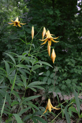 Lilium canadense- Canada Lily