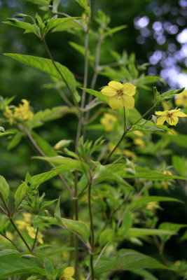 Lysimachia ciliata- Fringed Loosestrife