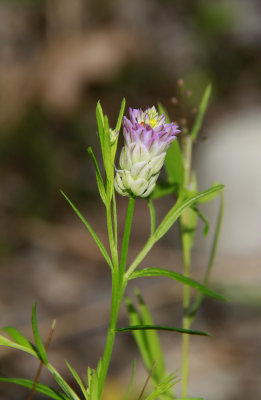 Polygala sanguinea- Purple Milkwort