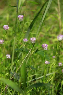 Polygala sanguinea- Purple Milkwort