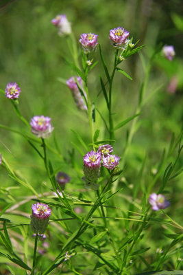 Polygala sanguinea- Purple Milkwort