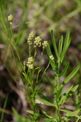 Polygala nuttallii-Nuttall's Milkwort