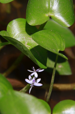 Heteranthera multiflora- Bouquet Mud Plantain