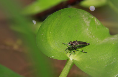Robber Fly on Heteranthera multiflora- Bouquet Mud Plantain