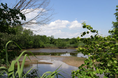 Tidal mud flat