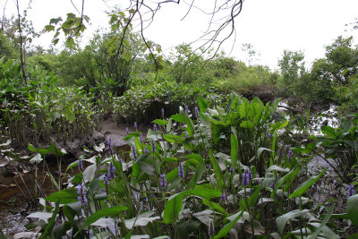 Pontederia cordata- Pickerel Weed