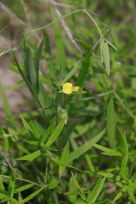 Crotalaria sagittalis- Arrowhead Rattlebox