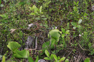 Sarracenia purpurea- Pitcher Plant