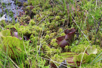 Sarracenia purpurea- Pitcher Plant