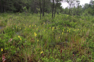 Narthecium americanum- Bog Asphodel