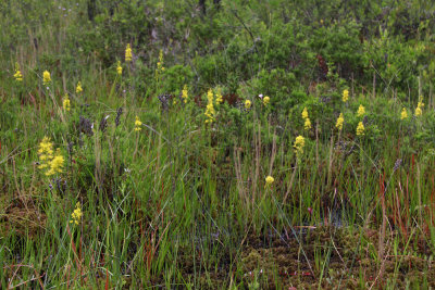 Narthecium americanum- Bog Asphodel
