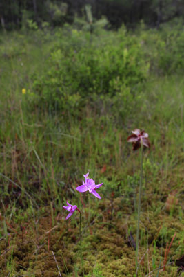 Calopogon tuberosus- Grass Pink Orchid