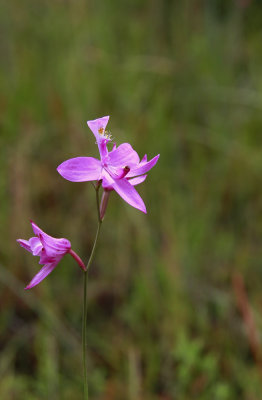 Calopogon tuberosus- Grass Pink Orchid