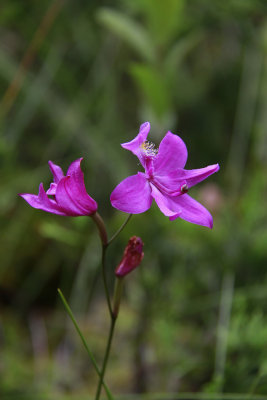 Calopogon tuberosus- Grass Pink Orchid