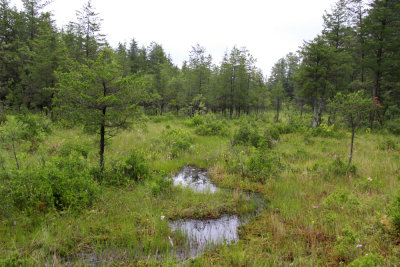 Savannah in the Pines