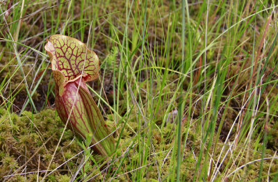 Sarracenia purpurea- Pitcher Plant