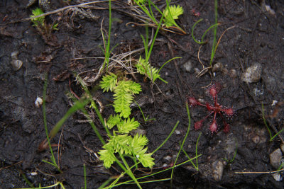 Lycopodiella caroliniana- Carolina Clubmoss