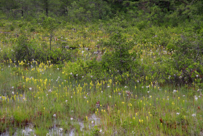 Narthecium americanum- Bog Asphodel