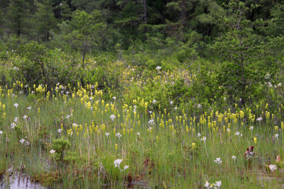 Narthecium americanum- Bog Asphodel
